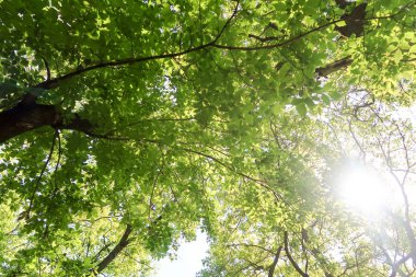 Gökyüzüne aşağıdan görünümünde ağaçlarının dalları
