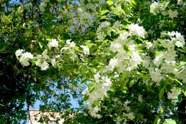 Çiçekte Elma Ağaçları