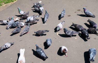 Asfalt üzerinde vahşi gri güvercin