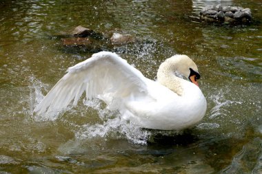 Gölette beyaz kuğu