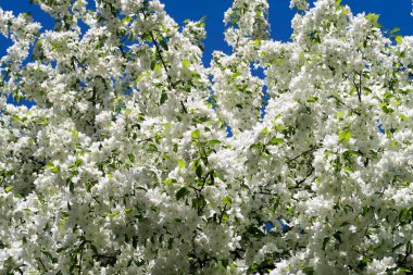 Çiçekte Elma Ağaçları