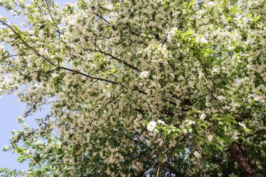 Çiçekte Elma Ağaçları