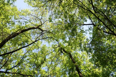 Gökyüzüne aşağıdan görünümünde ağaçlarının dalları