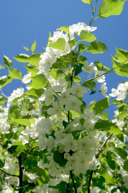 Çiçekte Elma Ağaçları