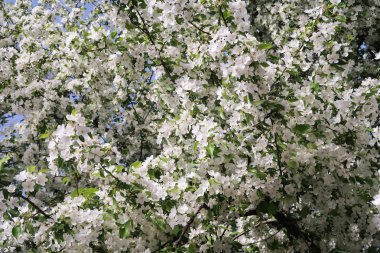 Çiçekte Elma Ağaçları