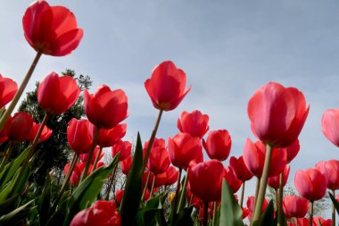 Gökyüzü, Çiçek Lale görüntülemek aşağıdan