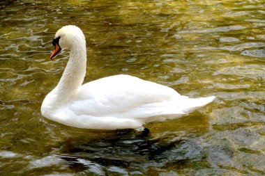 Gölette beyaz kuğu