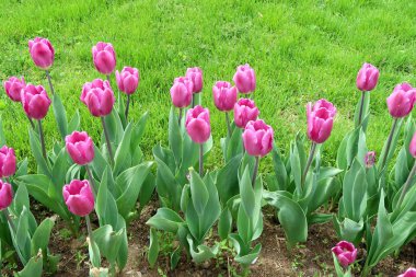 Mor laleler, yeşil çim