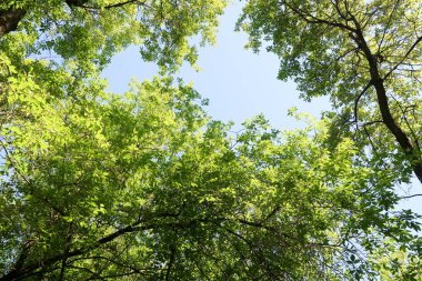 Gökyüzüne aşağıdan görünümünde ağaçlarının dalları