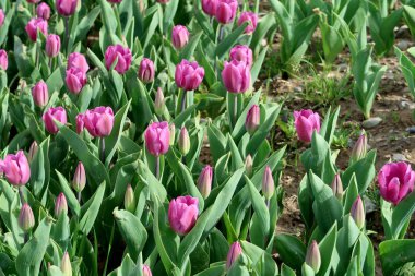 Parlak laleler, bahar manzara