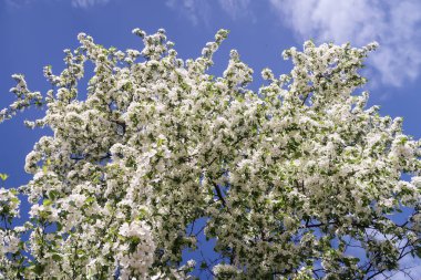 Çiçekte Elma Ağaçları
