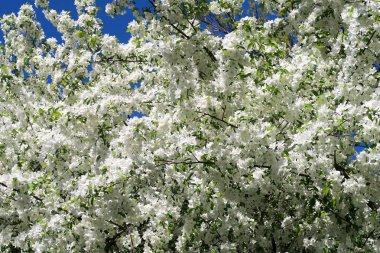 Çiçekte Elma Ağaçları