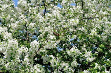 Çiçekte Elma Ağaçları