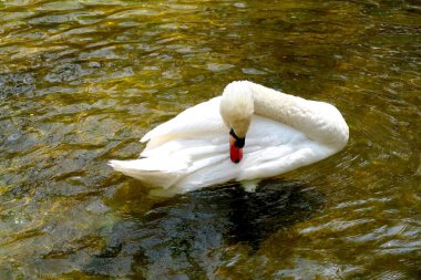 Gölette beyaz kuğu