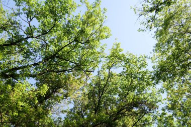 Gökyüzüne aşağıdan görünümünde ağaçlarının dalları
