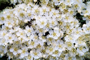 Çiçekte Elma Ağaçları