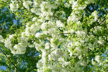 Çiçekte Elma Ağaçları