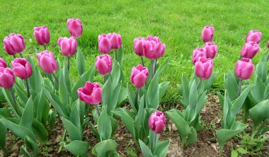 Mor laleler, yeşil çim