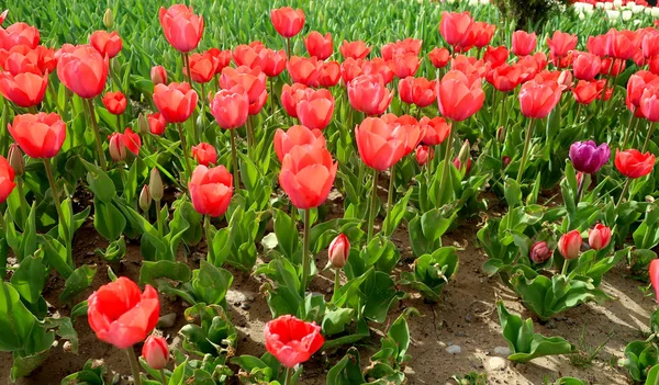 Tulipas Brilhantes Paisagem Primavera — Fotografia de Stock