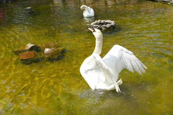 Cisne Blanco Estanque — Foto de Stock