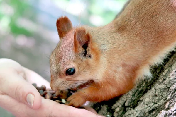 Ardilla Bosque Árbol Comiendo Una Nuez — Foto de Stock