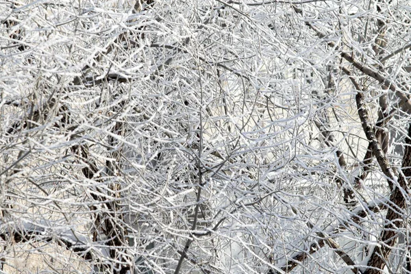 Bomen Een Besneeuwde Winterlandschap — Stockfoto