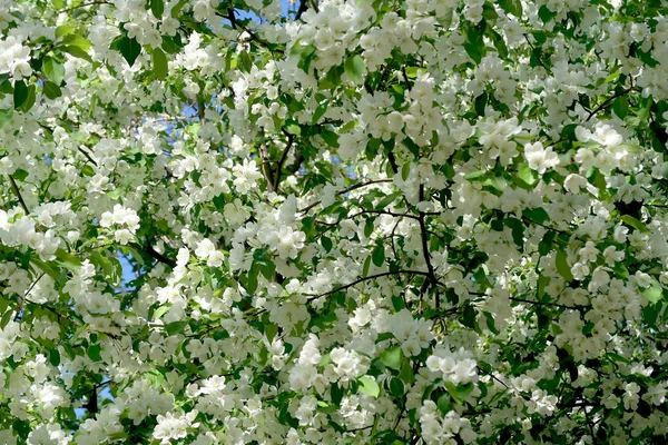 Apple Trees Bloom — Stock Photo, Image