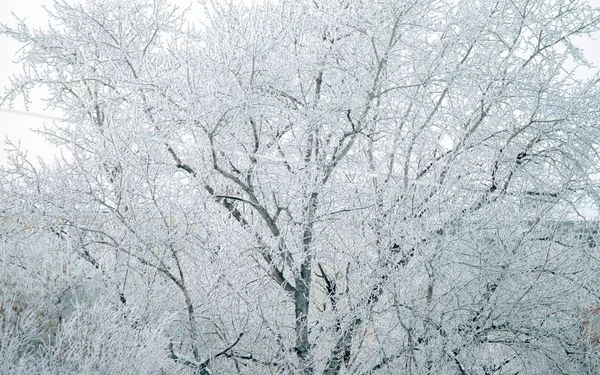 Árboles Paisaje Nevado Invierno — Foto de Stock