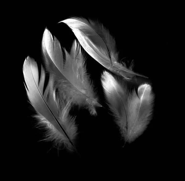 Птичье Перо Черном Фоне — стоковое фото