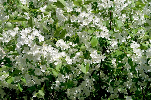 Apfelbäume Voller Blüte — Stockfoto