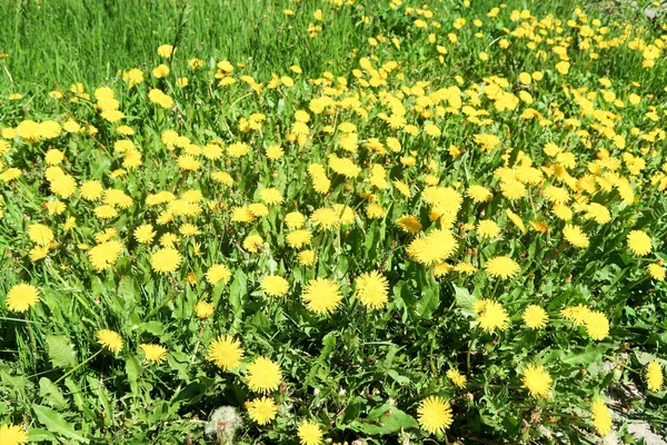 Frühlingslandschaft Grünes Feld Mit Gelben Löwenzahnblüten — Stockfoto