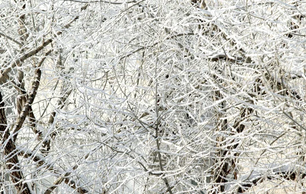 Bomen Een Besneeuwde Winterlandschap — Stockfoto