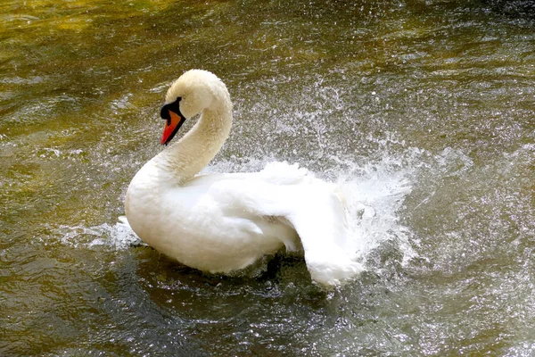 Cisne Blanco Estanque —  Fotos de Stock