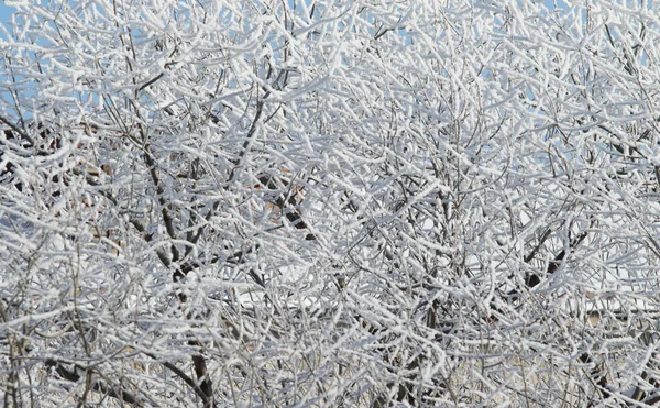 Árvores Uma Neve Paisagem Inverno — Fotografia de Stock