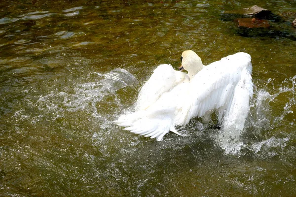 Cisne Blanco Estanque — Foto de Stock