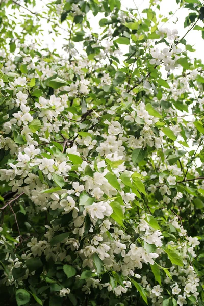 Jablečné Stromy Květu — Stock fotografie