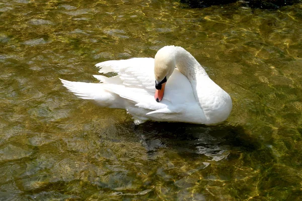 Cisne Blanco Estanque —  Fotos de Stock