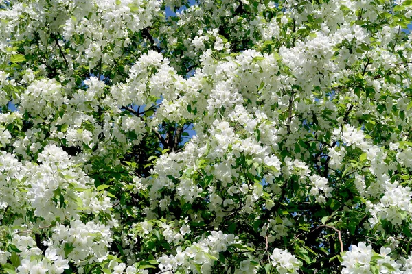 Árvores Maçã Bloom — Fotografia de Stock