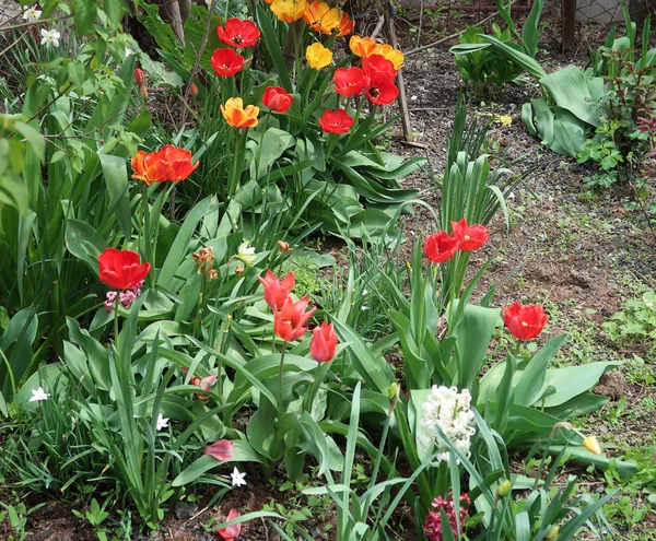Яркие Тюльпаны Весенний Пейзаж — стоковое фото