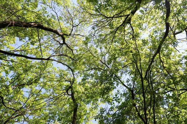 Grenar Träd Vyn Från Nedan Till Himlen — Stockfoto