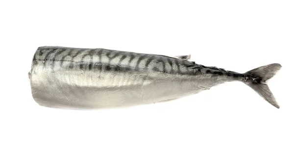 Fisk Rökt Makrill Utan Huvud — Stockfoto