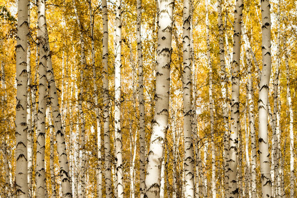 осень, березовый лес фон
