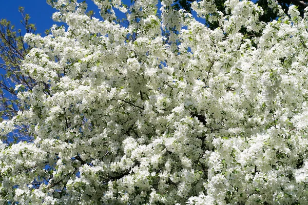 Apple Tree Bloom — ストック写真