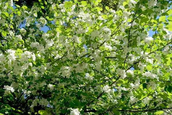 Äpplen Blom — Stockfoto