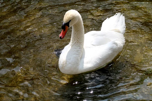 Cisne Blanco Estanque —  Fotos de Stock