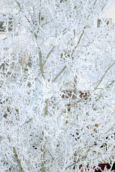 Bäume Einer Verschneiten Winterlichen Landschaft — Stockfoto