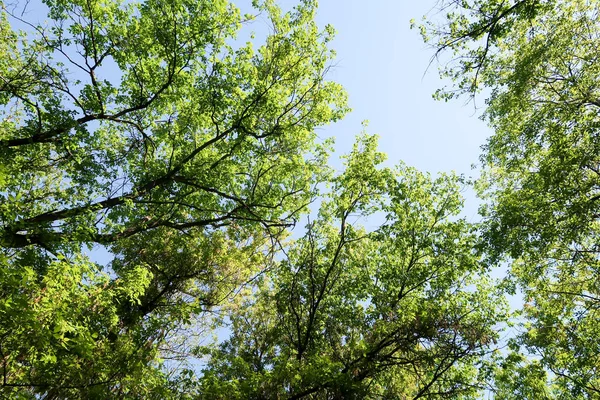 Gökyüzüne aşağıdan görünümünde ağaçlarının dalları