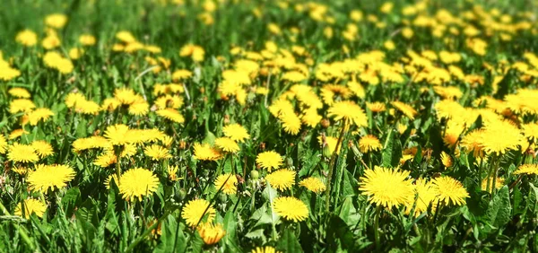 Jarní Krajina Zelené Pole Žluté Pampelišky Květy — Stock fotografie
