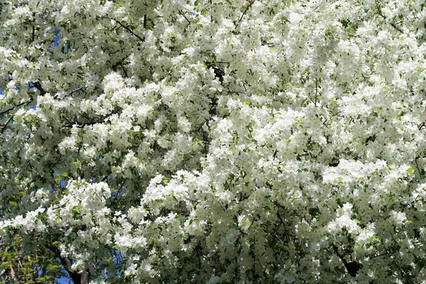 Apfelbäume Voller Blüte — Stockfoto