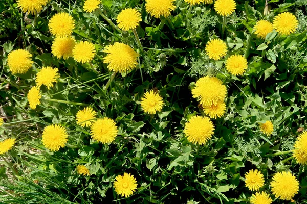 Frühlingslandschaft Grünes Feld Mit Gelben Löwenzahnblüten — Stockfoto